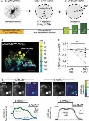 Quantitative Imaging of Changes in Astrocytic and Neuronal Adenosine Triphosphate Using Two Different Variants of ATeam